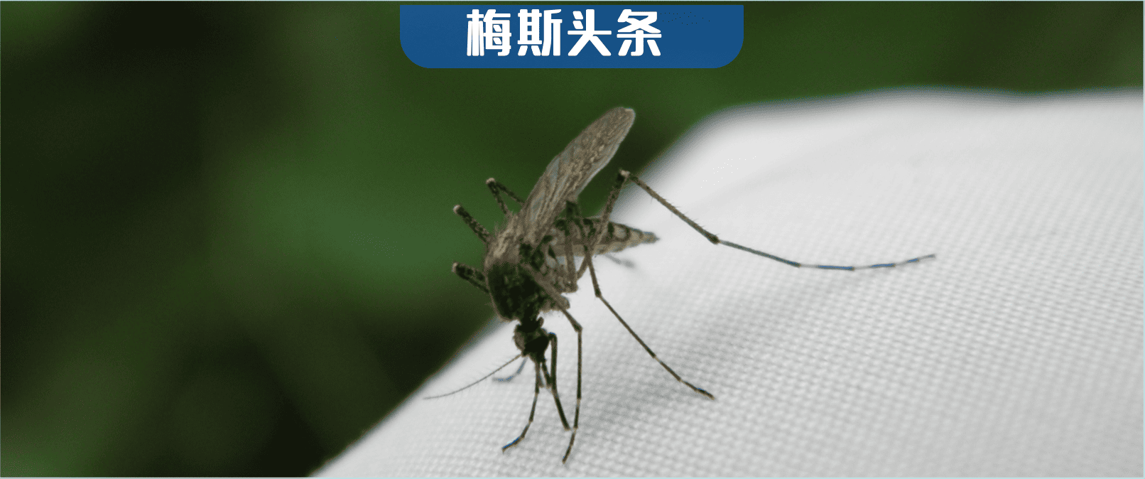 蚊子“闻味识人”因你皮肤羧酸浓度更高；其大脑嗅觉中心还能专识人类<font color="red">长</font><font color="red">链</font>醛