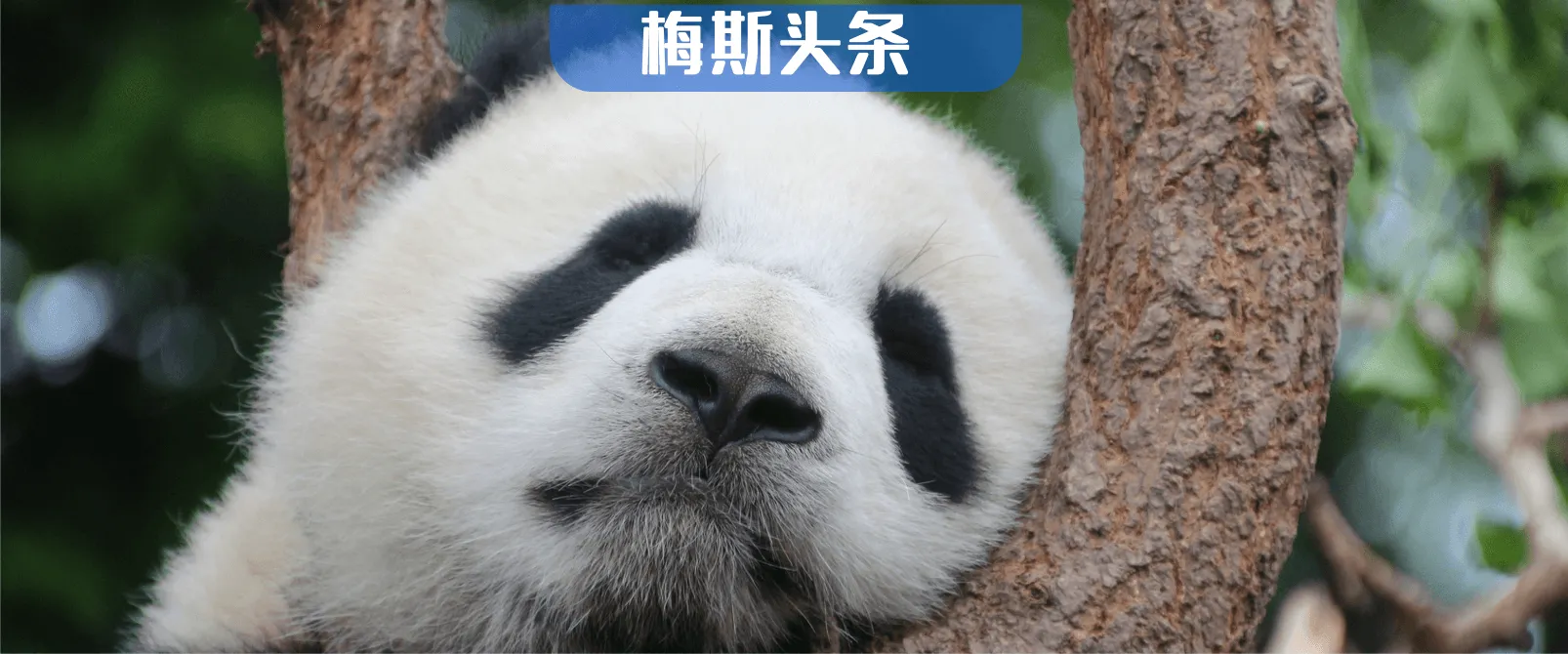 长期熬大夜会怎么样?Nature和子刊:线粒体疯狂开裂,变小变圆,触发全脑氧化;超过临界点,推高死亡风险,且损伤不可逆 长期熬大夜会怎么样?Nature和子刊:线粒体疯狂开裂,变小变圆,触发全脑氧化;超过临界点,推高死亡风险,且损伤不可逆