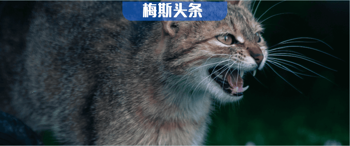 情绪稳定，是对抗喧嚣世界的盾牌！最新研究：愤怒会激活两大压力系统，损伤血管内皮，增加心血管疾病风险；但这些方法能给心脏“松绑”