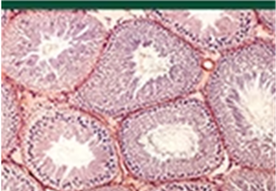 即时IF 7.6，预测 2025 IF 8.0！JCR Q1内分泌与代谢疾病治疗前沿期刊