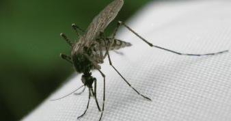Lancet子刊：巴西登革热3型新谱系传播与重症风险