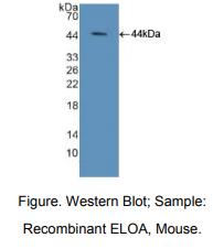 https://msimg.bioon.com/bionline/goods-no-pic.png