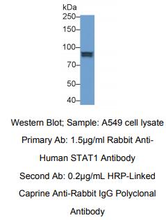 人信号传导转录激活因子1(STAT1)多克隆抗体