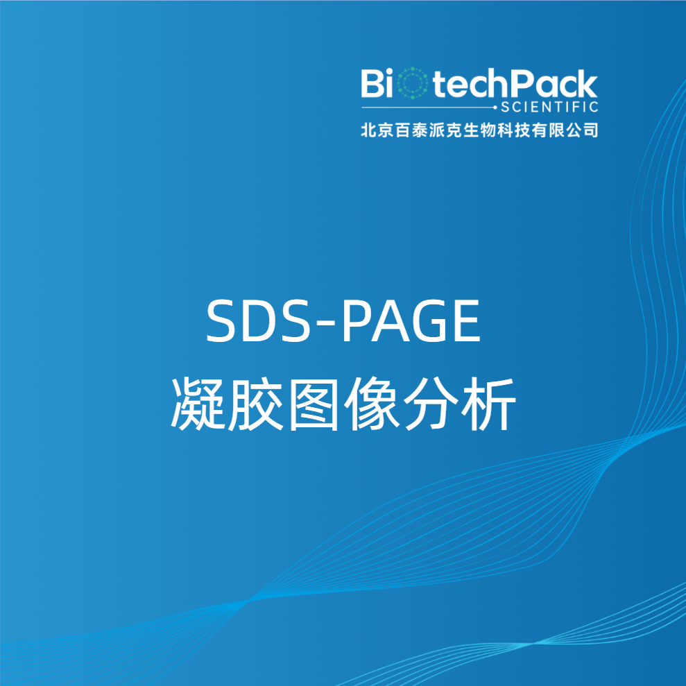 SDS-PAGE凝胶图像分析