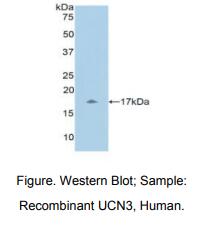 人尿皮质素3(UCN3)多克隆抗体