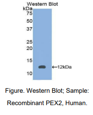 https://msimg.bioon.com/bionline/goods-no-pic.png