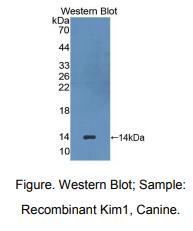 犬肾损伤分子1(Kim1)多克隆抗体