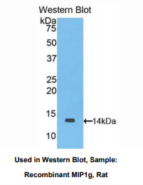 大鼠巨噬细胞炎性蛋白1γ(MIP1g)多克隆抗体