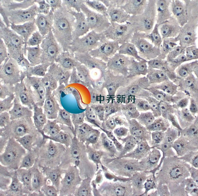 貂肺上皮细胞
