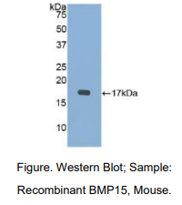 小鼠骨形成蛋白15(BMP15)多克隆抗体