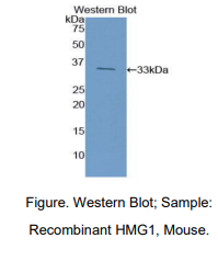 https://msimg.bioon.com/bionline/goods-no-pic.png