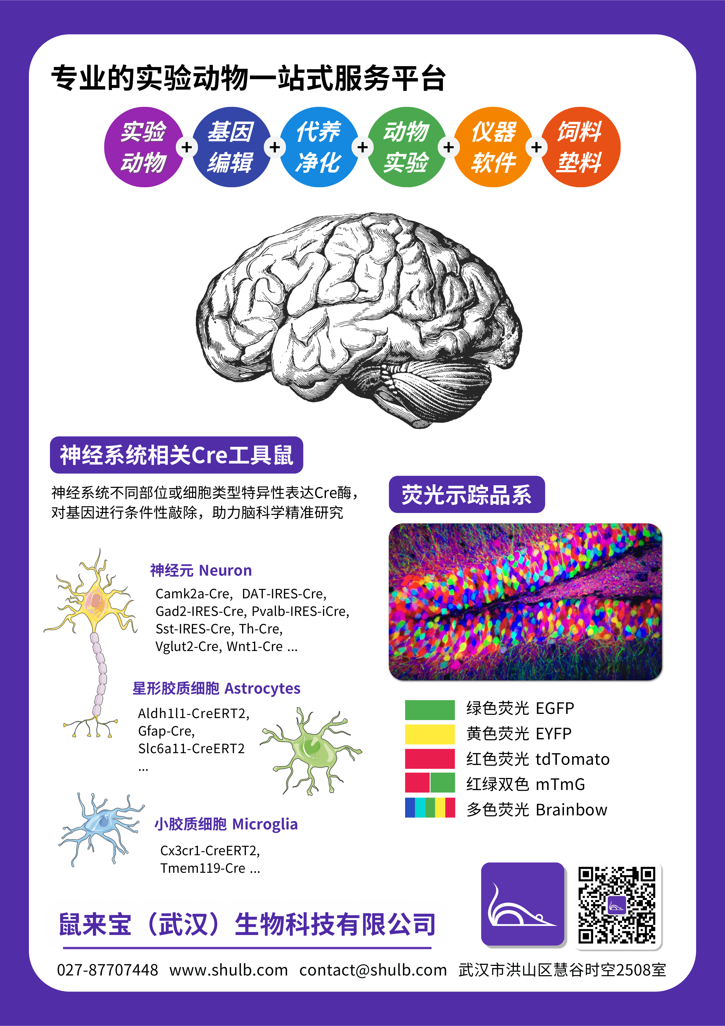 神经系统Cre工具、荧光示踪