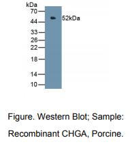 猪嗜铬蛋白A(CHGA)多克隆抗体