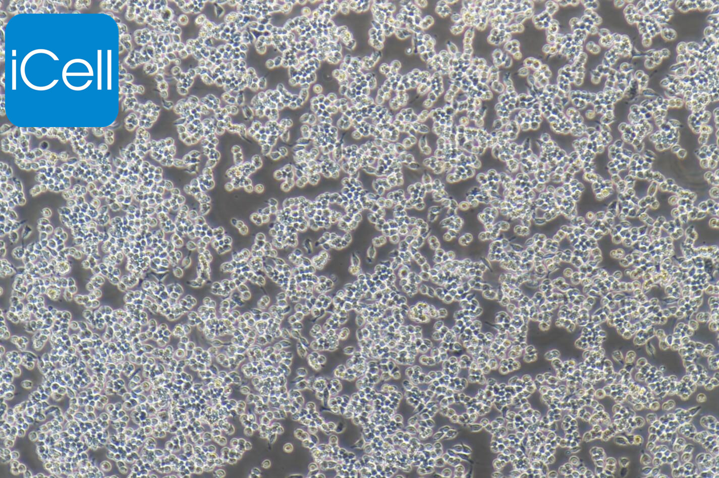 RAW264.7 小鼠单核巨噬细胞白血病细胞/种属鉴定