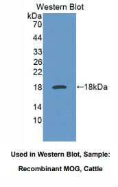 牛髓鞘少突胶质细胞糖蛋白(MOG)多克隆抗体