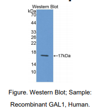 人半乳糖凝集素1(GAL1)多克隆抗体