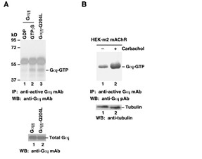 Anti Active Gαi Mouse Monoclonal Antibody