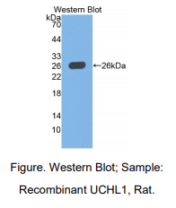 大鼠泛素羧基端酯酶L1(UCHL1)多克隆抗体