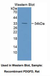 大鼠血小板衍生生长因子D(PDGFD)多克隆抗体