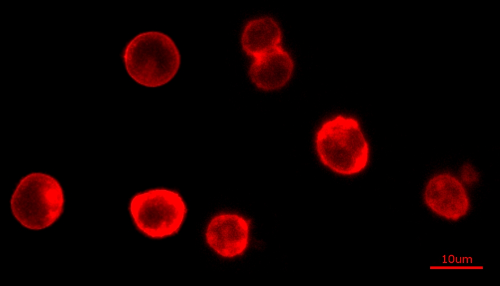 Cell Navigator细胞膜染色试剂盒*红色荧光*