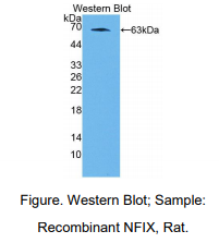 https://msimg.bioon.com/bionline/goods-no-pic.png