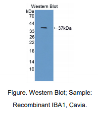 豚鼠离子化钙结合适配分子1(IBA1)多克隆抗体