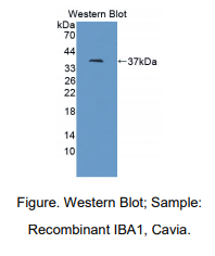 https://msimg.bioon.com/bionline/goods-no-pic.png