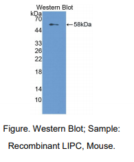 https://msimg.bioon.com/bionline/goods-no-pic.png