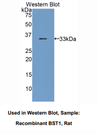 https://msimg.bioon.com/bionline/goods-no-pic.png