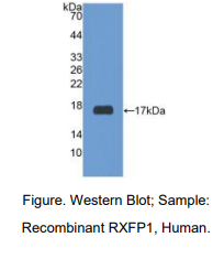 人松弛素/胰岛素样肽受体1(RXFP1)多克隆抗体