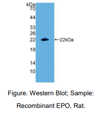 大鼠红细胞生成素(EPO)多克隆抗体