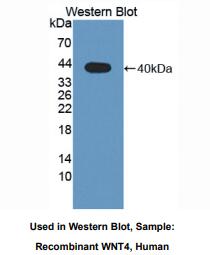 人无翅型MMTV整合位点家族成员4(WNT4)多克隆抗体