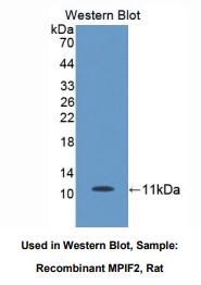 大鼠髓样前体细胞抑制因子2(MPIF2)多克隆抗体