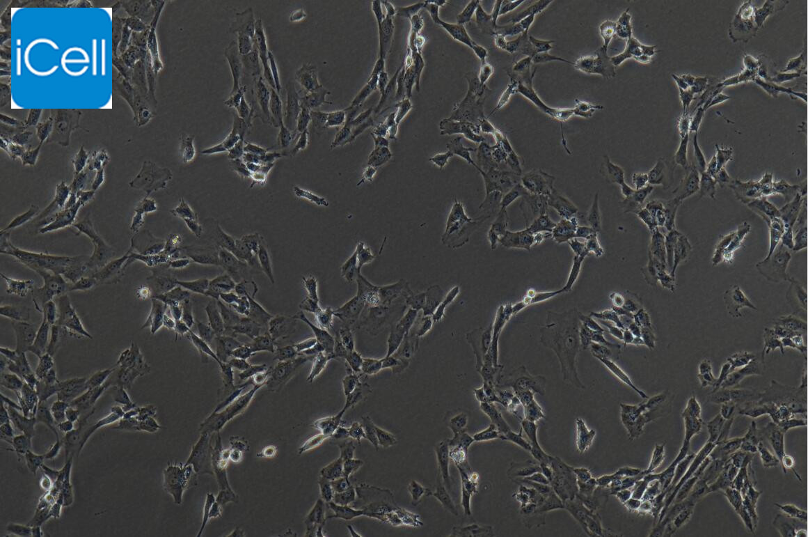 SW982 人滑膜肉瘤细胞/SW982细胞/SW-982细胞/SW-982/SW982/SW982细胞培养基