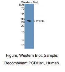 人原钙黏素α1(PCDHa1)多克隆抗体
