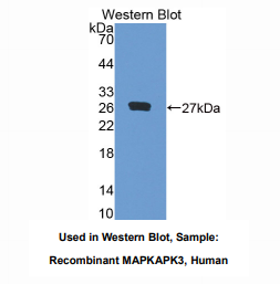 人丝裂原激活蛋白激酶激活蛋白激酶3(MAPKAPK3)多克隆抗体