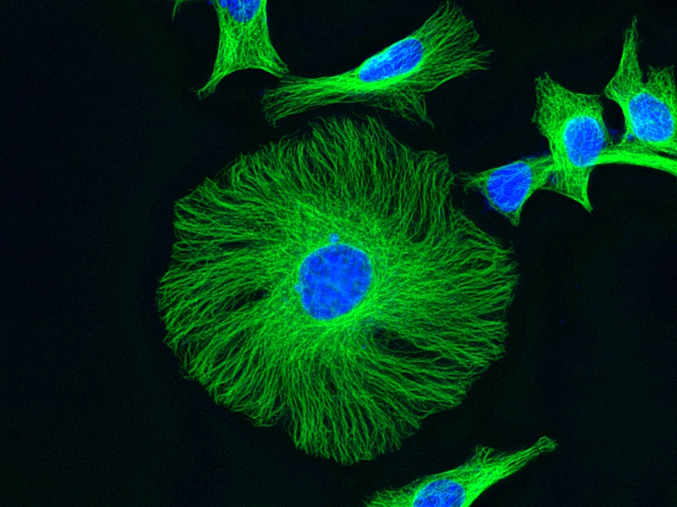 核蓝 DCS1 死细胞染料