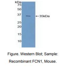 小鼠纤维胶凝蛋白1(FCN1)多克隆抗体