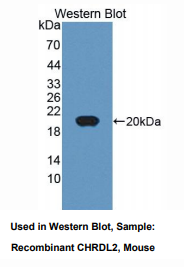 小鼠腱蛋白样蛋白2(CHRDL2)多克隆抗体