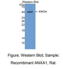 大鼠膜联蛋白A1(ANXA1)多克隆抗体