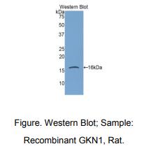 大鼠胃动蛋白1(GKN1)多克隆抗体