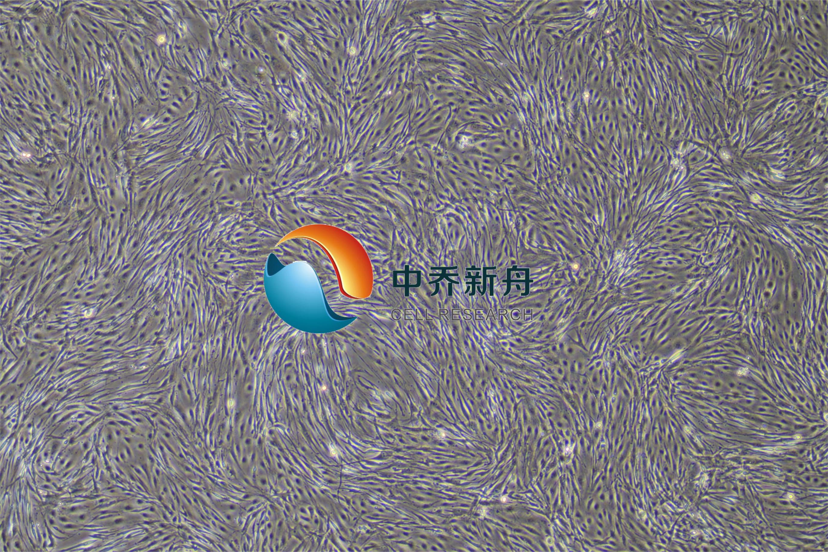 原代人尿源性干细胞