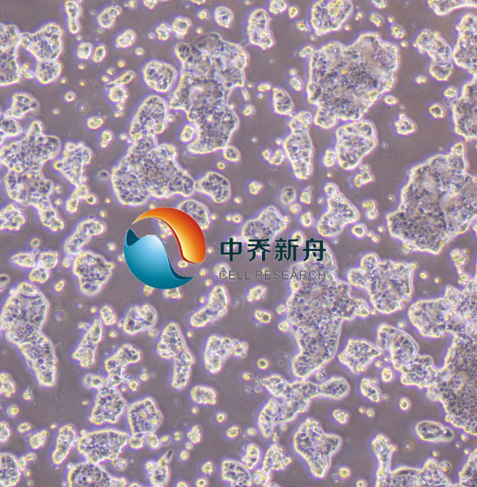 BT-483人乳腺导管癌细胞