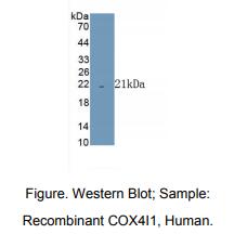 人细胞色素C氧化酶亚基Ⅳ亚型1(COX4I1)多克隆抗体