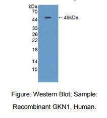人胃动蛋白1(GKN1)多克隆抗体