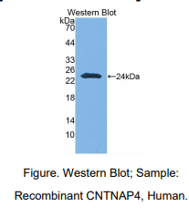 人接触蛋白关联蛋白样蛋白4(CNTNAP4)多克隆抗体