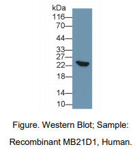 人含Mab21域蛋白1(MB21D1)多克隆抗体