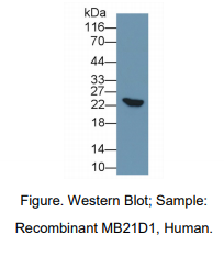 https://msimg.bioon.com/bionline/goods-no-pic.png