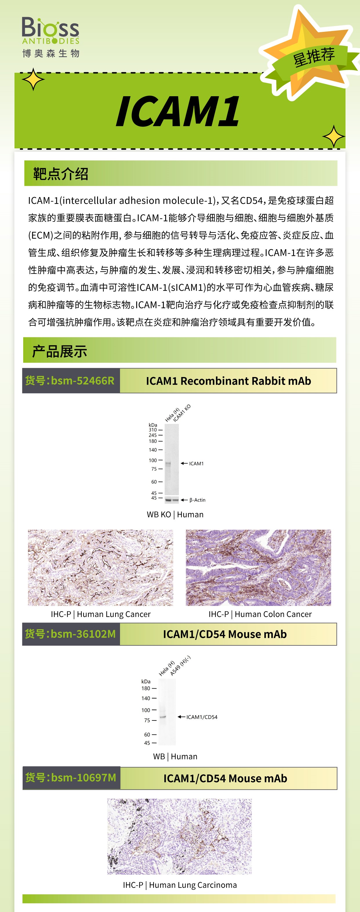【25年9月文献战报】Bioss 抗体新增高分文献精彩呈现