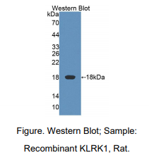 大鼠杀伤细胞凝集素样受体亚家族K成员1(KLRK1)多克隆抗体